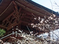 大福寺　半歳桜